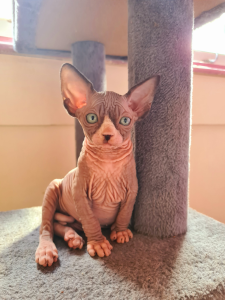 NAKED BEAUTY SPHYNX kitten on a stand