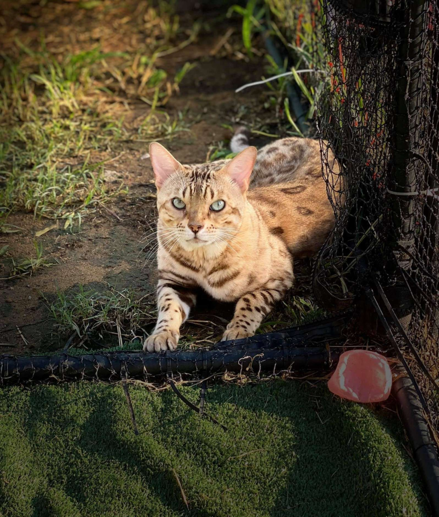 JAZZAPURRS BENGALS Cat