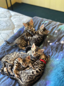 JAZZAPURRS BENGALS kittens on a pillow