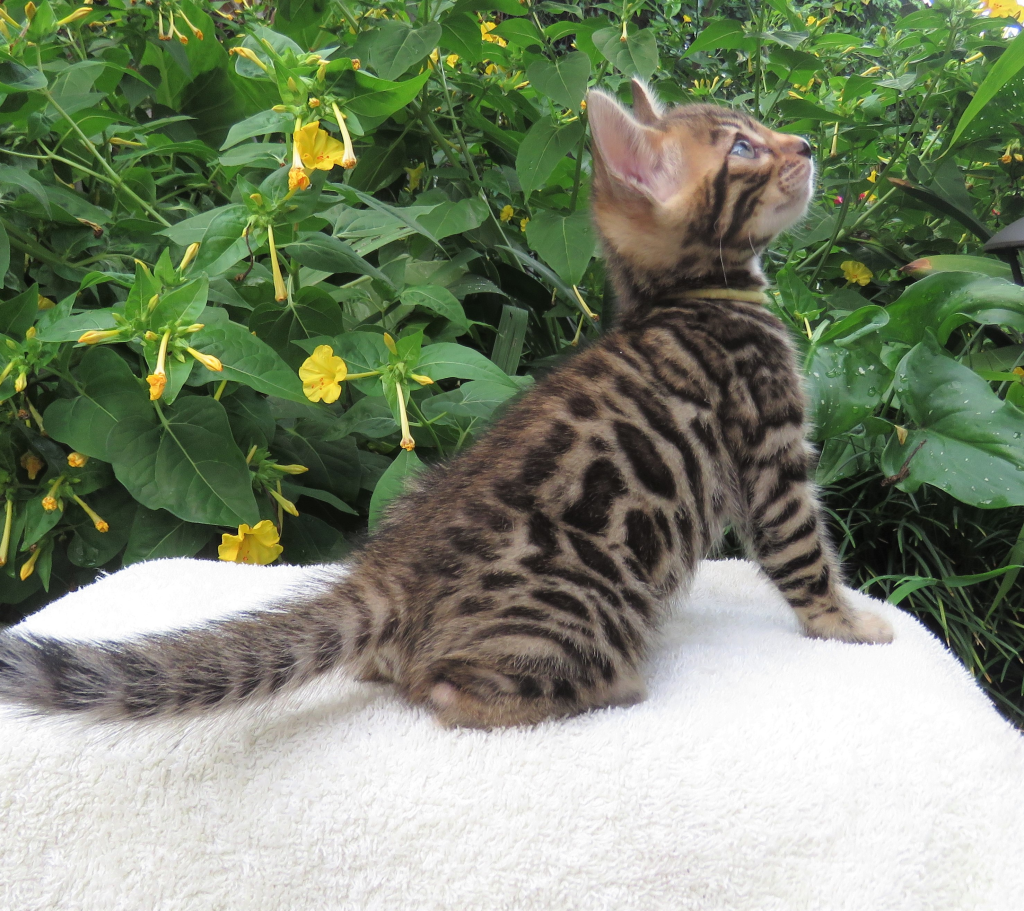 KONFETTIKITTY BENGAL kitten on a blanket