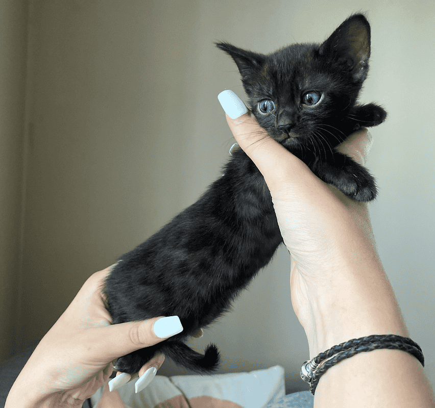 Lecruz Bengals kitten in hand