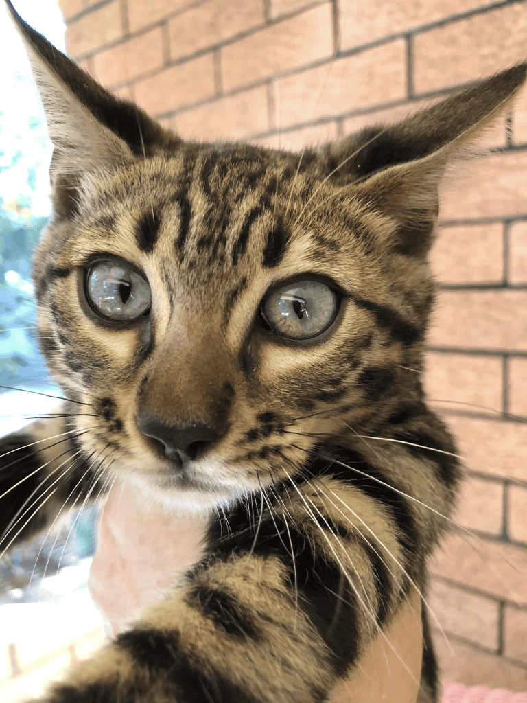 Leoslepards Bengals Cat in hand