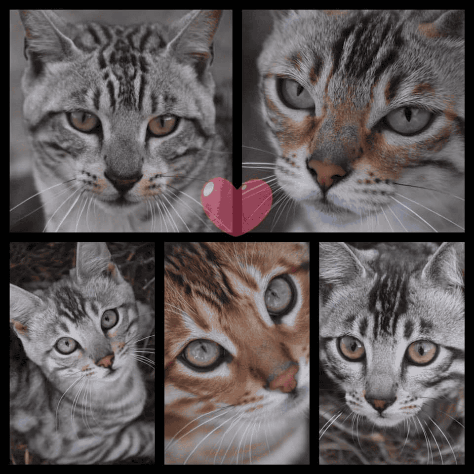 MAJESTIC PAWS BENGAL Cats