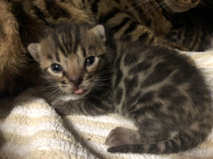 MAJESTIC PAWS BENGAL kitten on a blanket