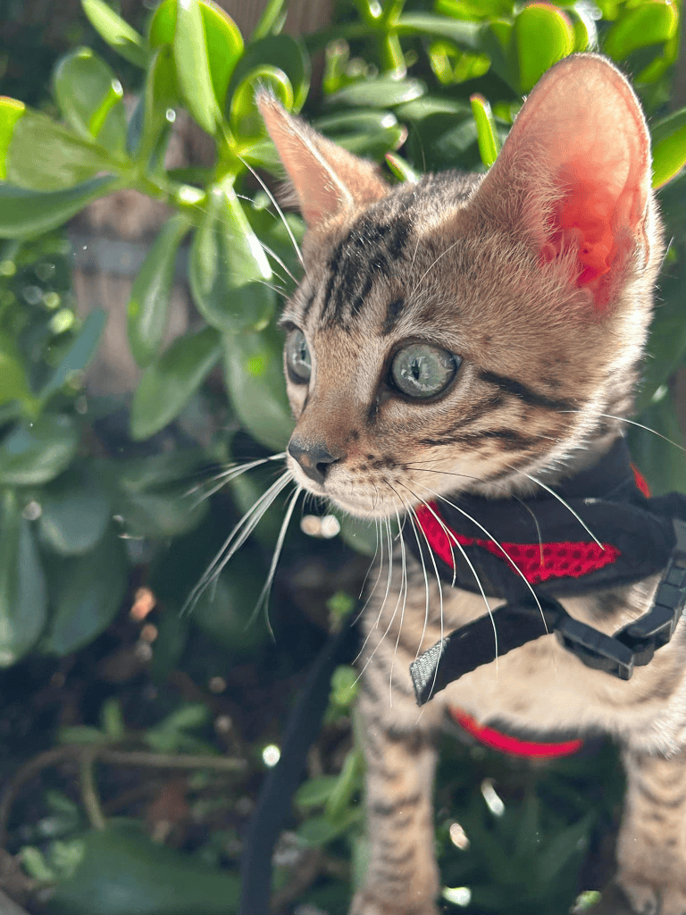 Marvelcats BENGAL kitten