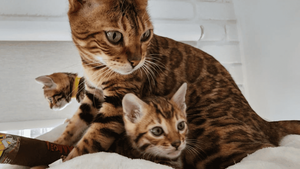 Metanoia Bengals Cat with kittens