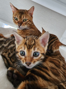 Metanoia Bengals kittens
