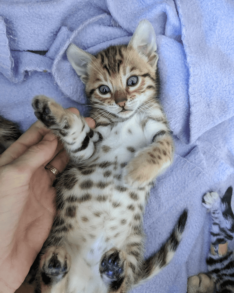 Mochipaws Bengal kitten