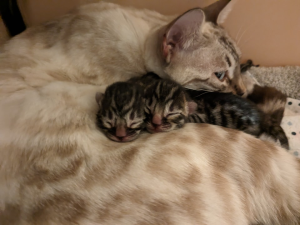 Mochipaws Bengal Cat with kittens