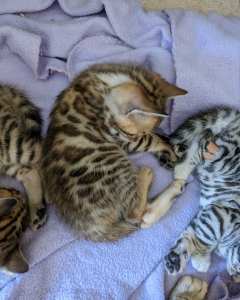 Mochipaws Bengal kittens lie down