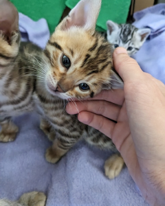Mochipaws Bengal kitten being stroked