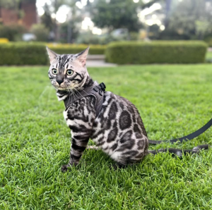 MYSTICAURA BENGALS Cat on the grass