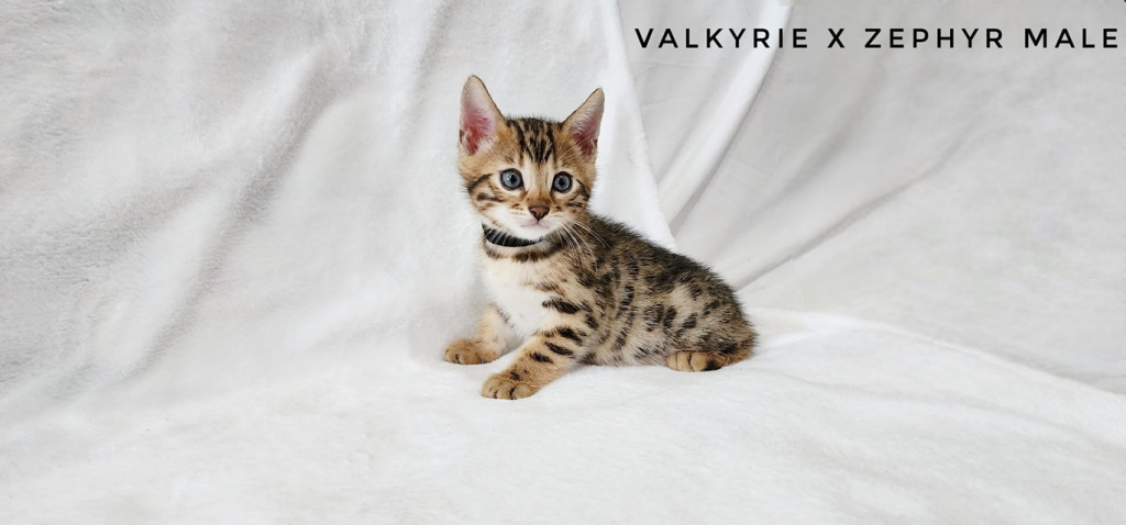 OKELANI BENGALS kitten