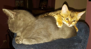 OKELANI BENGALS Cat with kitten