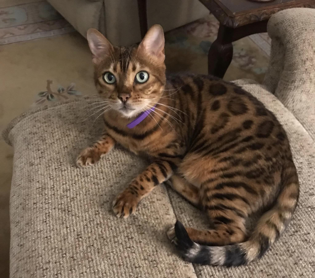 ORELIA BENGALS Cat on a sofa