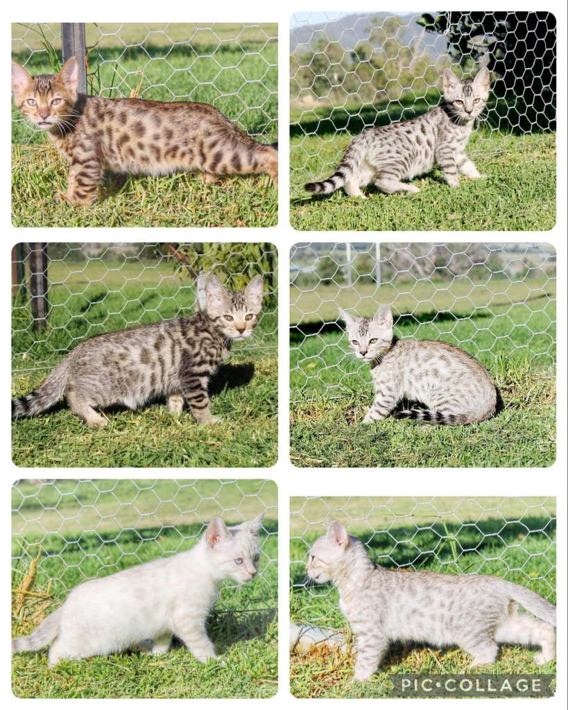Rubystud BENGALS kittens