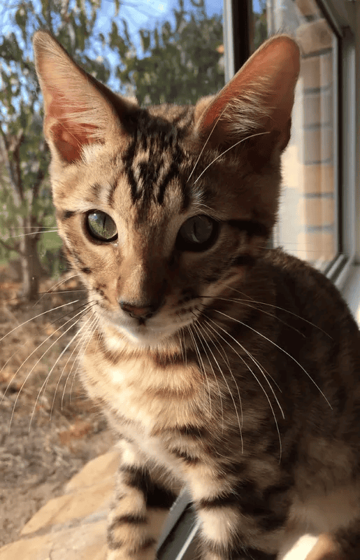 Tanglepaws BENGALS Cat