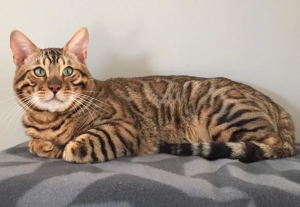 Tanglepaws BENGALS Cat on a blanket