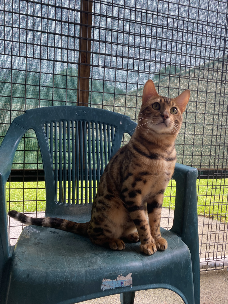 Mykito Bengals – Registered Bengal Breeder