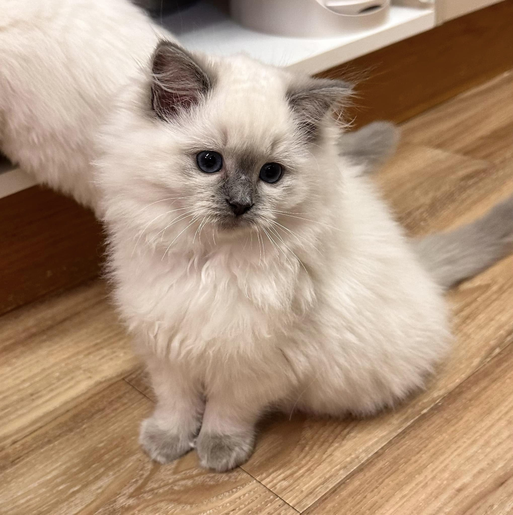 Acadia Ragdolls kitten on the floor