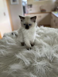 Acadia Ragdolls kitten on a blanket