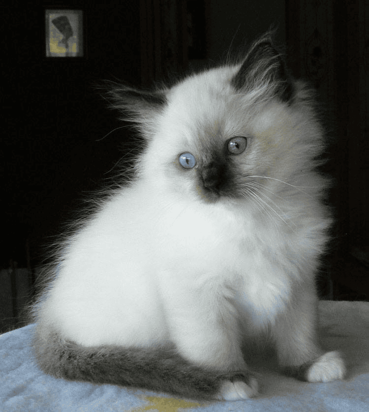 Amberglade Ragdolls kitten