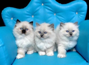 ANGEL EYES Ragdolls kittens on a chair
