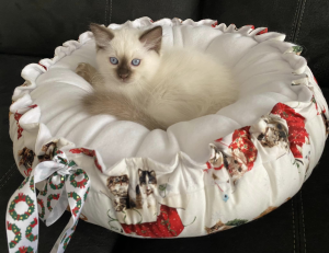 ArohaDoll Ragdolls kitten on a pillow