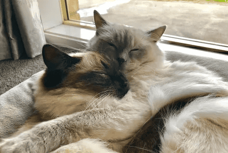 BEACYBLUES RAGDOLLS Cats hugging