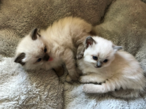 BEACYBLUES RAGDOLLS kittens on a blanket