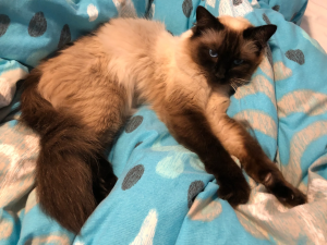 BEACYBLUES RAGDOLLS Cat on a blanket