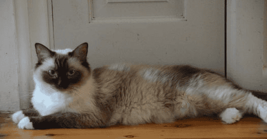 Bellarosetta Ragdoll Cat