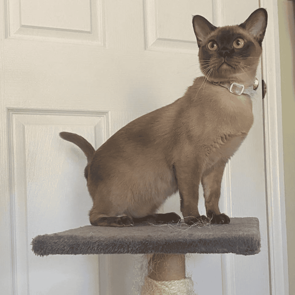 Mykito BURMESE Cat on a stand