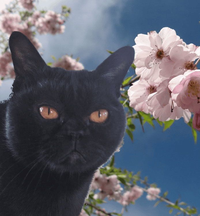 JEMVILLE BURMESE Cat