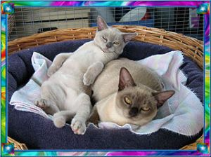 JEMVILLE BURMESE Cats on a pillow