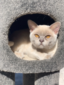 JEMVILLE BURMESE Cat in cat house