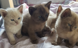 Amalea Burmese kittens on blanket