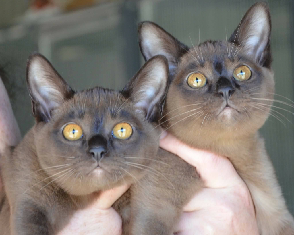 Brampets Burmese Cats in hands