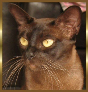 Brampets Burmese Cat