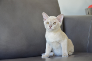 Brampets Burmese kitten on a sofa