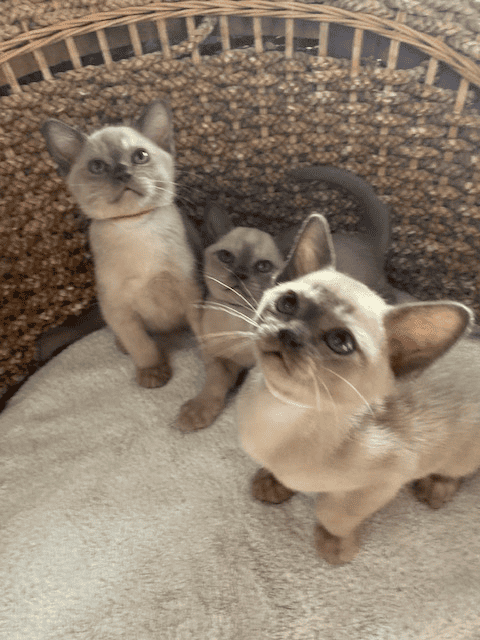 BrayPark BURMESE kittens