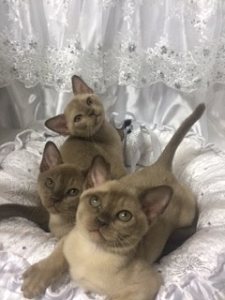 BrayPark BURMESE kittens on a blanket