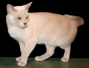 Brookside Burmese Cat