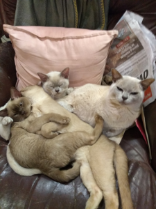 Brookside Burmese Cats on a sofa