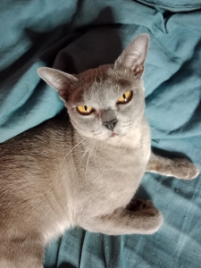 Brookside Burmese Cat on a blanket