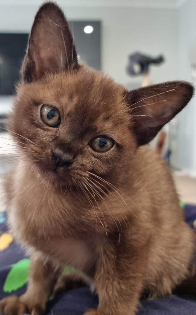 Charlington Burmese kitten
