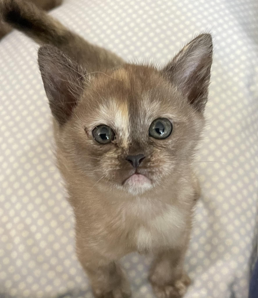 Densue Burmese kitten
