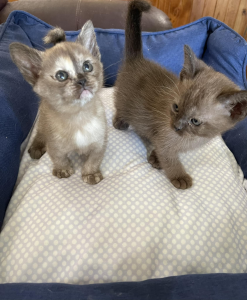 Densue Burmese kittens on a pillow