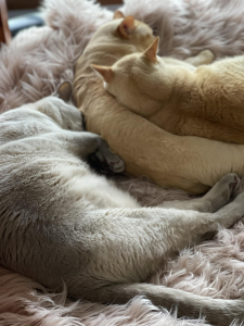 Densue Burmese Cats on a blanket