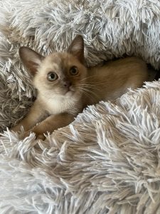 Densue Burmese kitten on a blanket